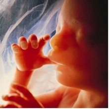 baby sucking thumb in womb